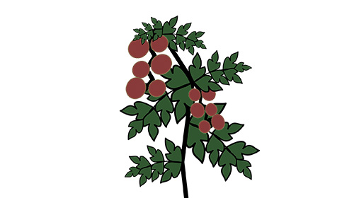 pianta_origine